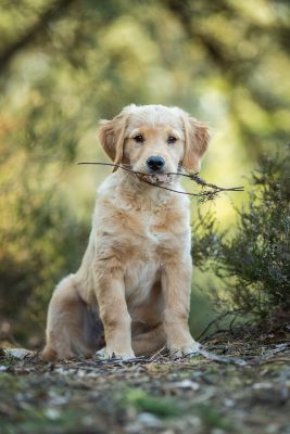 Dog Holding Branch